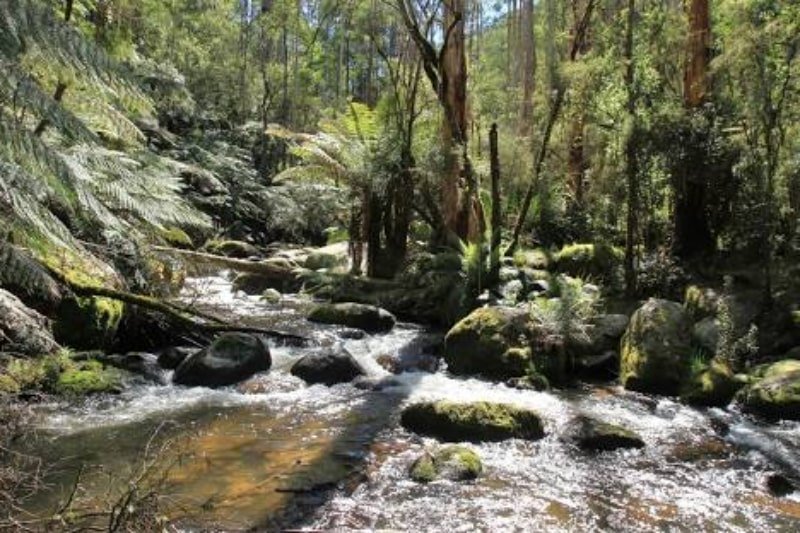 Ferntree Gully Img