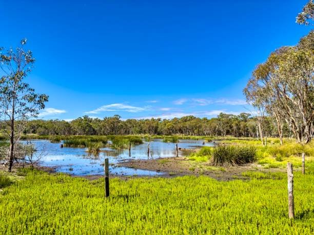 Koolamara Wetlands